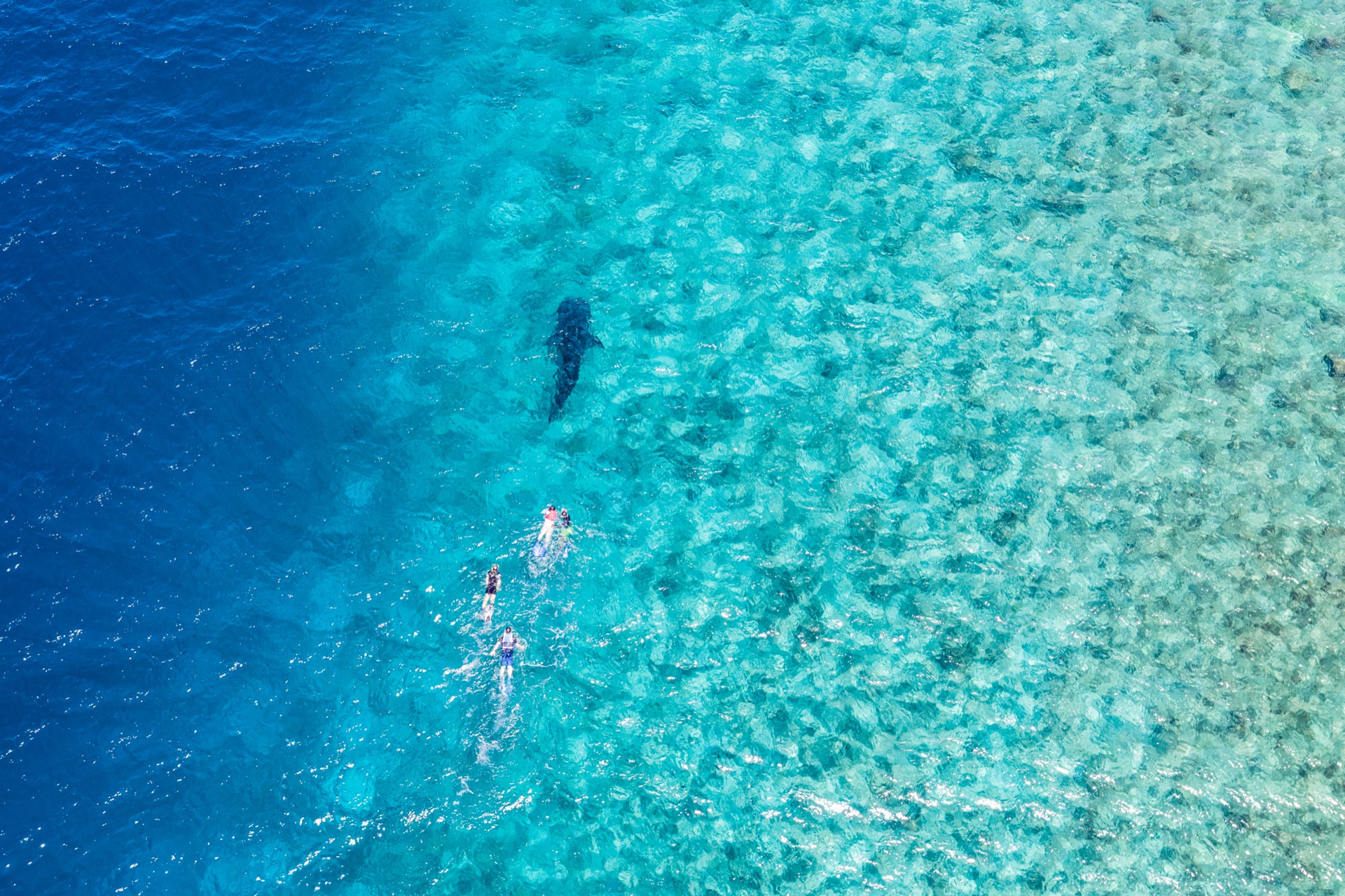 Whale sharks